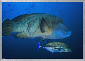 Humphead wrasse Poster