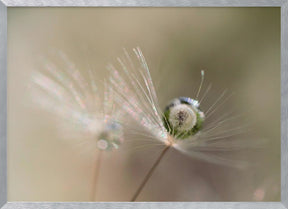 Star of dandelion Poster