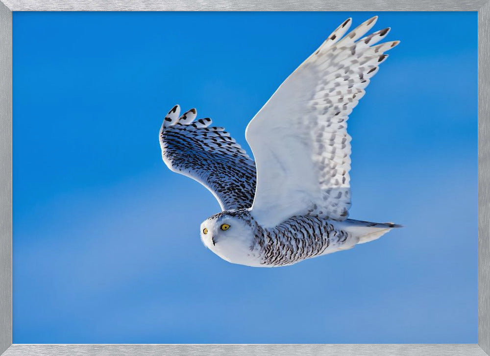 Snow Owl Poster