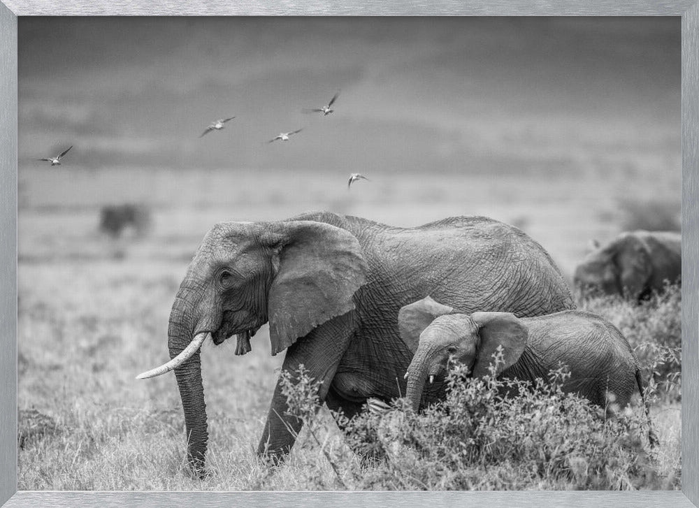 MONO ELEPHANT FAMILY Poster