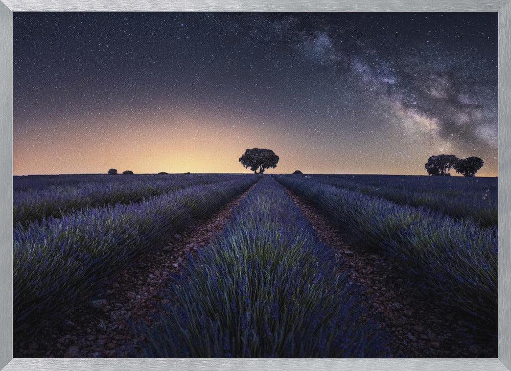 Lavender fields Poster