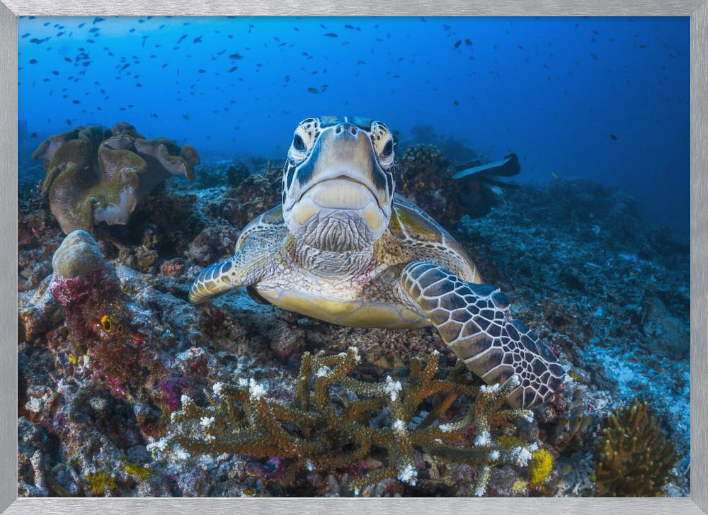 Face to face with a green turtle Poster