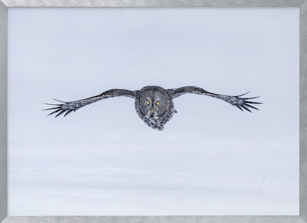 Great Grey Owl in Flight Poster