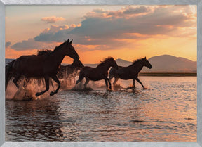 WATER HORSES Poster