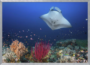 Ocean Manta Ray on the reef Poster