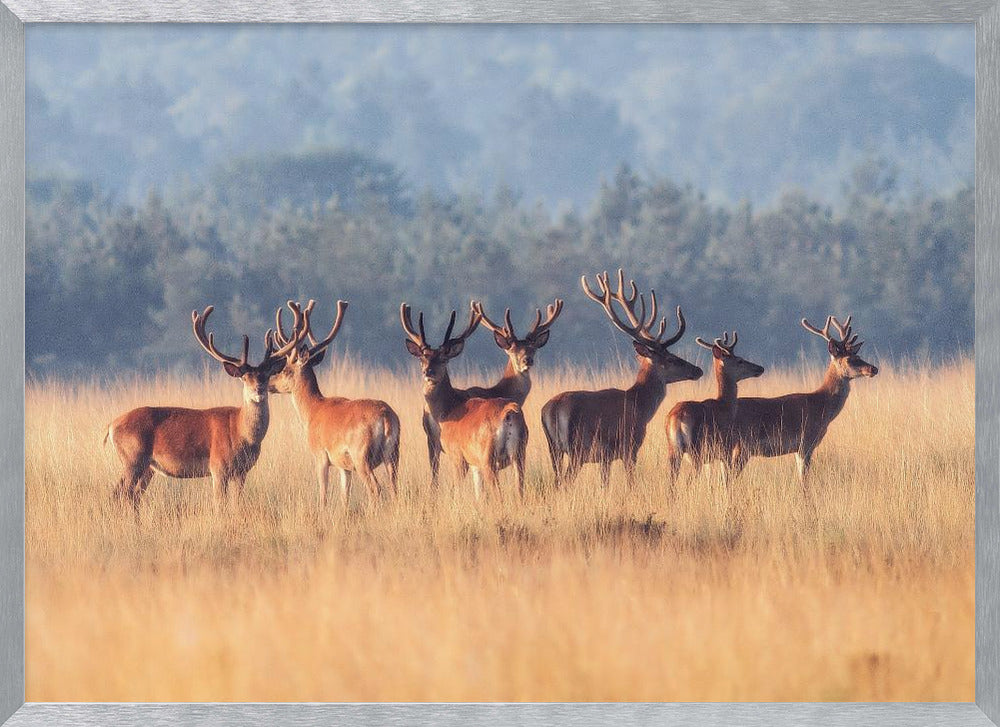 Red Deer Poster