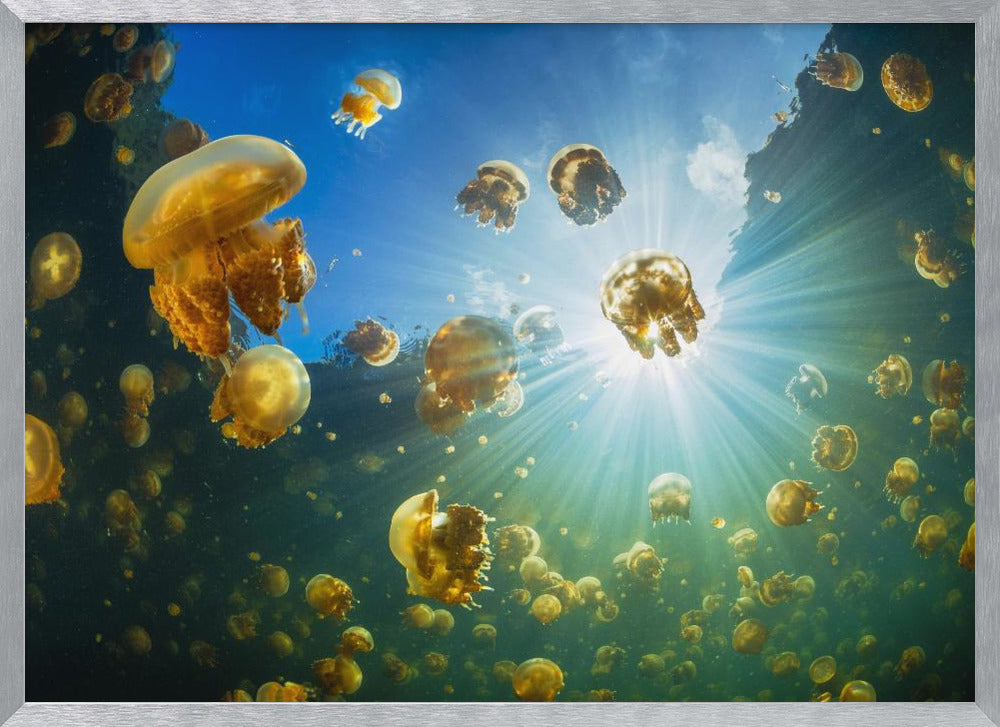 Sunlight and Jellyfish Poster