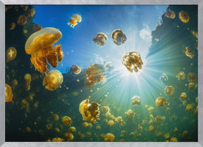 Sunlight and Jellyfish Poster