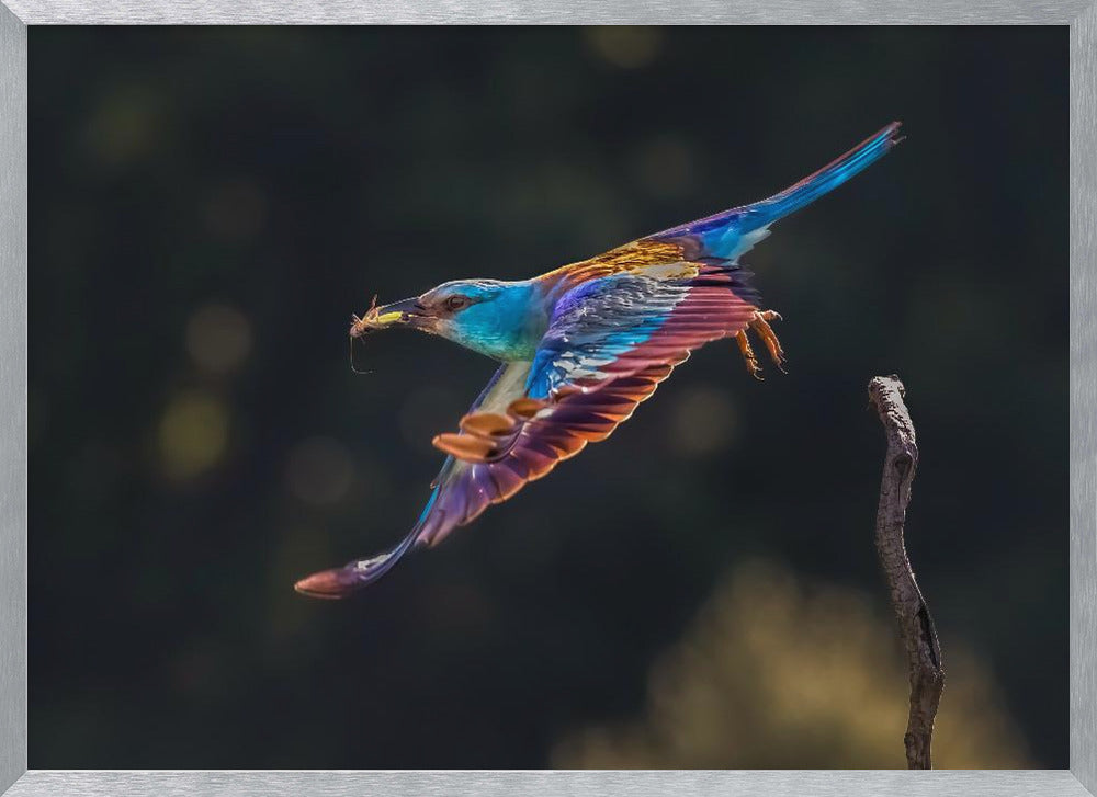 Busy for Feeding Poster