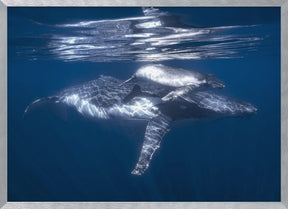 A humpback whale and its calf Poster