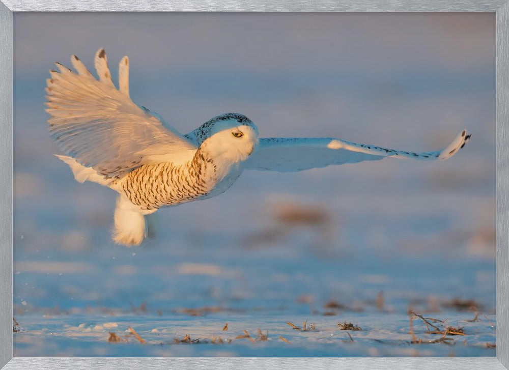 Snowy Owl Poster