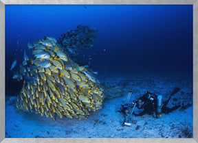 Face to face with diagonal-banded sweetlips Poster