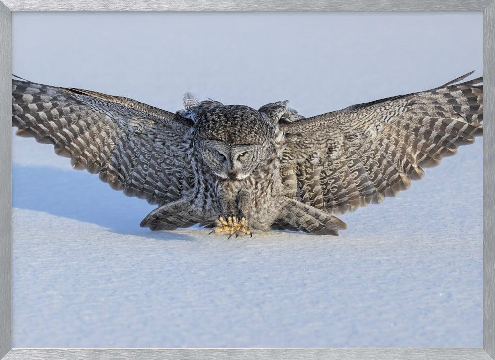 Hunting in The Morning Poster