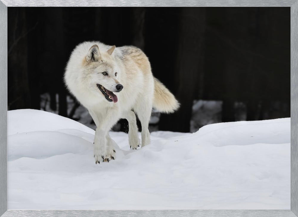 Out of The Dark Poster