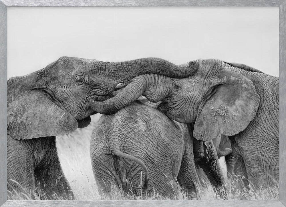 Elephant Playing Poster