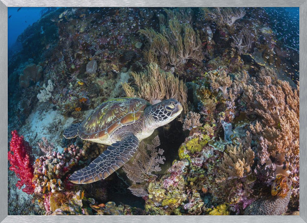 Coral garden and green turtle Poster