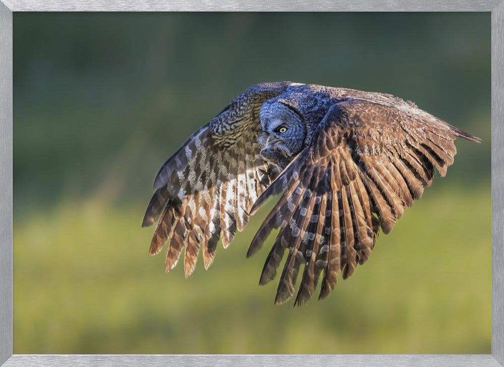 Great Grey Owl Poster