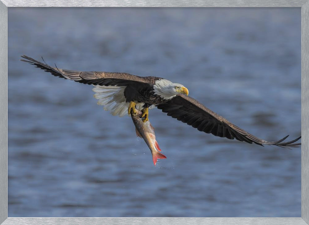 Bald Eagle Catching Fish Poster