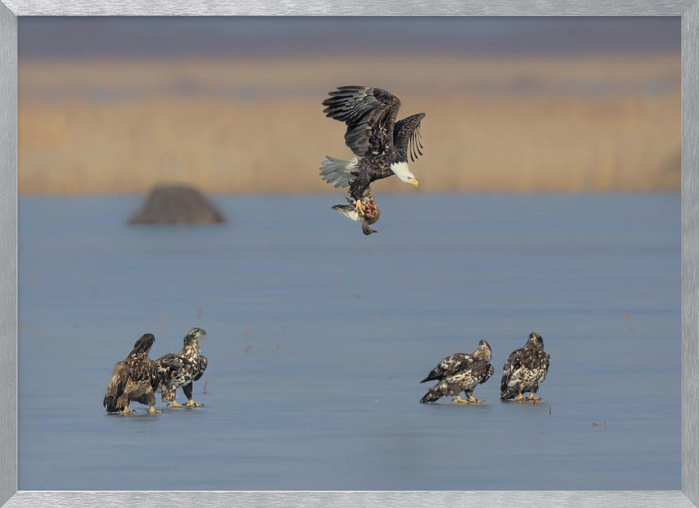 For Survival in the Winter Poster