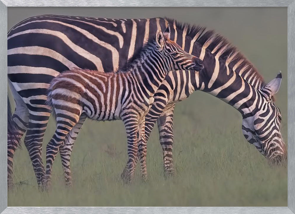 Baby Zebra Poster