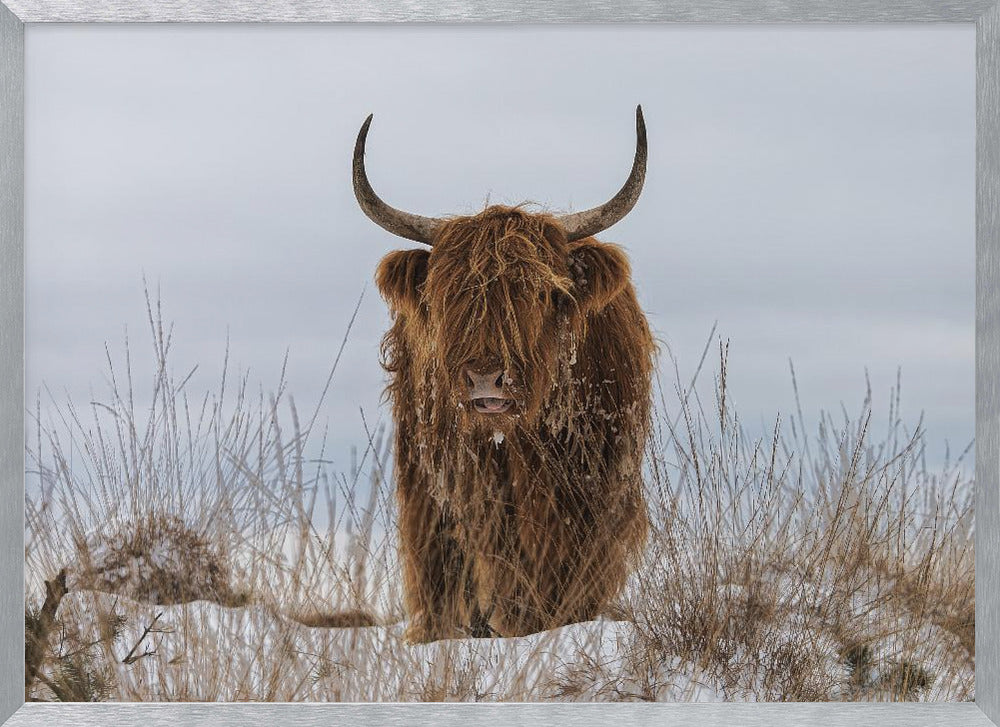 Highlander in Snow Poster