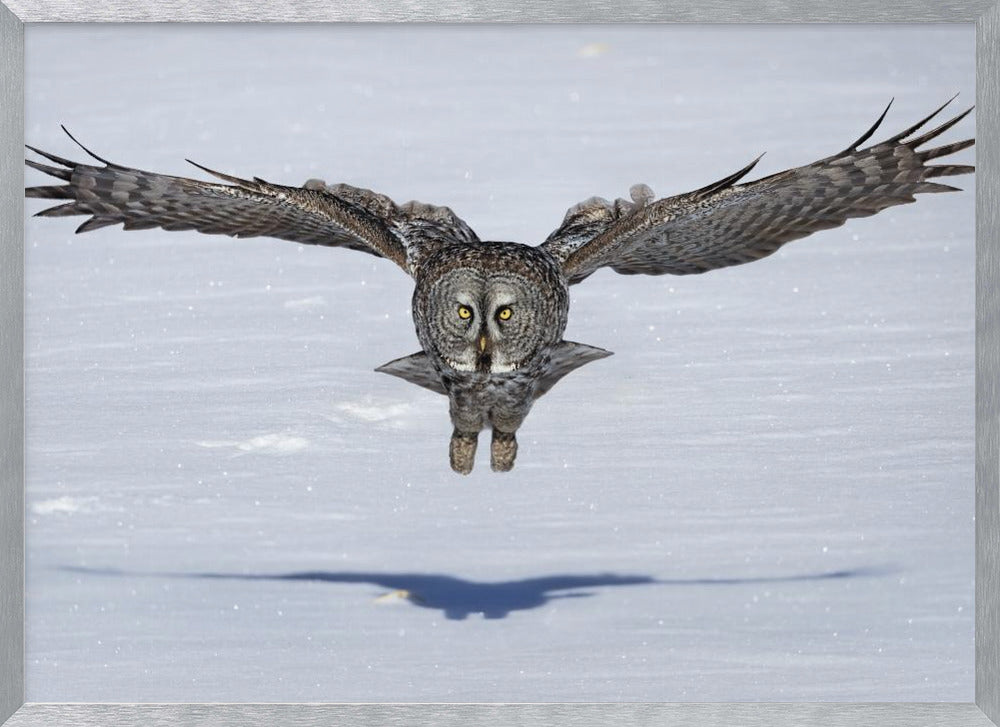 Great Grey Owl in Flight Poster