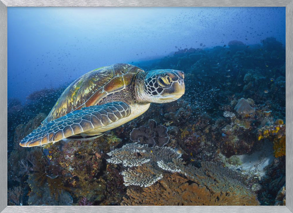 Green sea turtle from Raja Ampat Poster