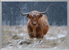 Snowy Highland cow Poster