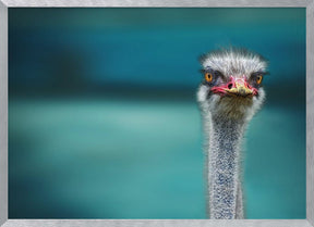 Ostrich Protecting two Poor Chicken from the Wind Poster