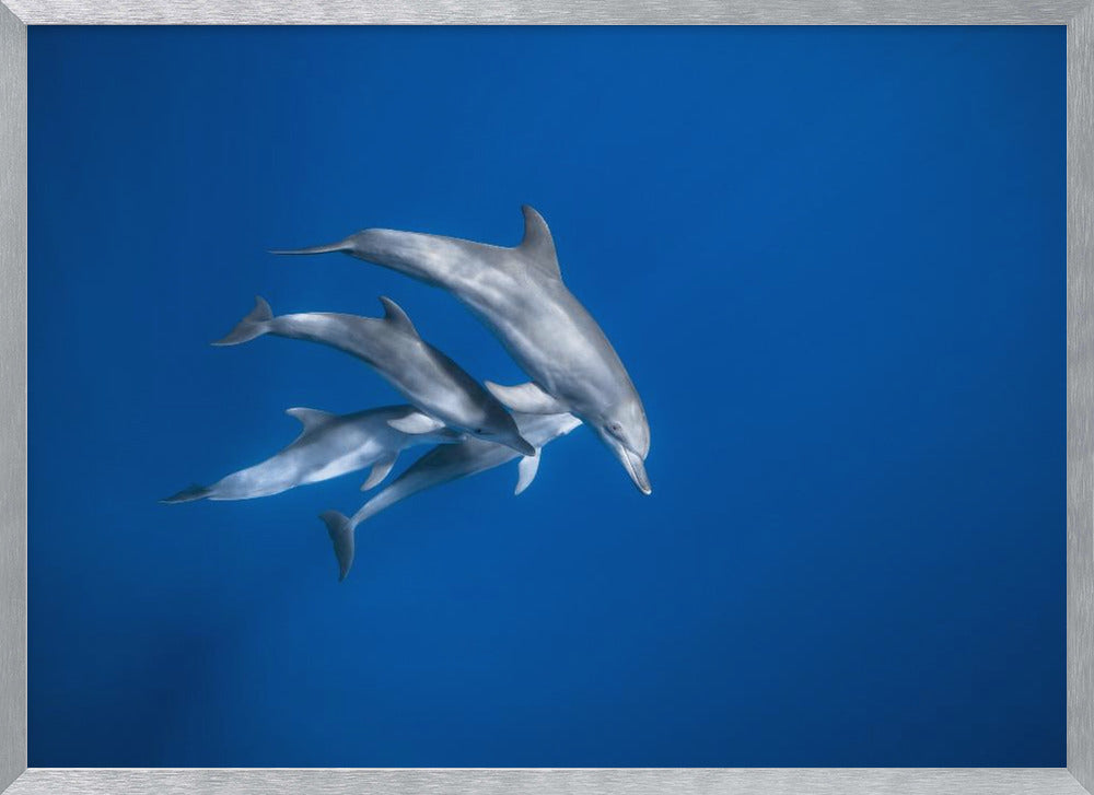 Bottlenose dolphin family Poster