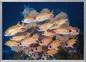 Yellow-tipped squirrefish Poster