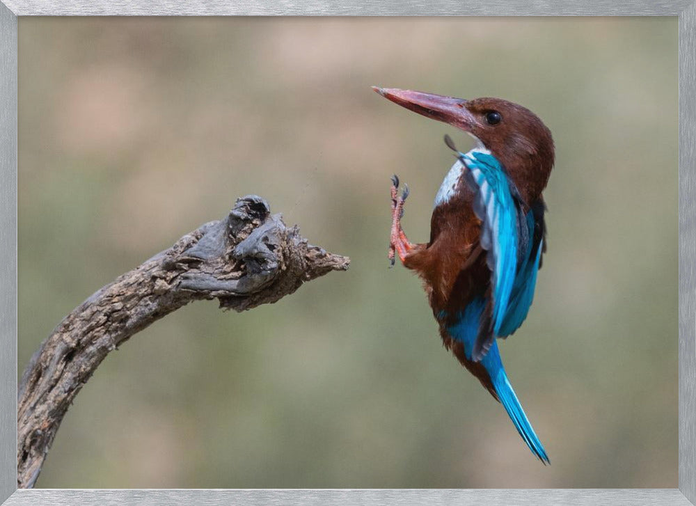 White-throated Poster