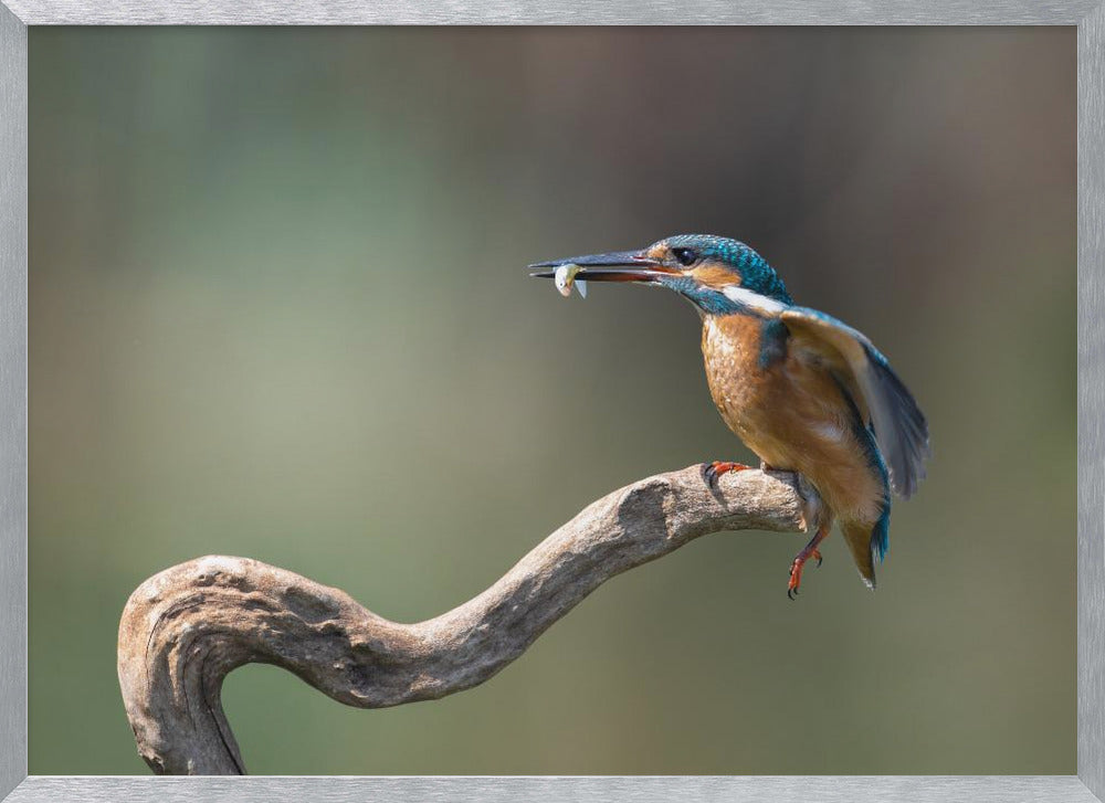 kingfisher with fish Poster