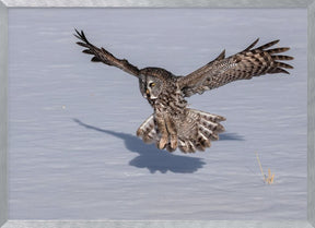 Great Grey Owl Poster