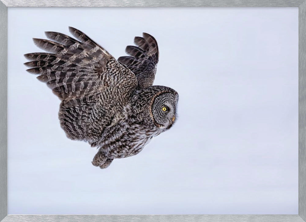 Great Grey Owl Poster