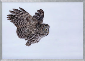 Great Grey Owl Poster