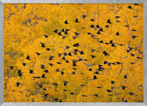 Flying into the Forest Poster