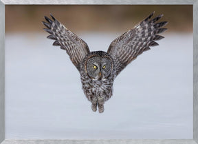 Great Grey Owl in Flight Poster