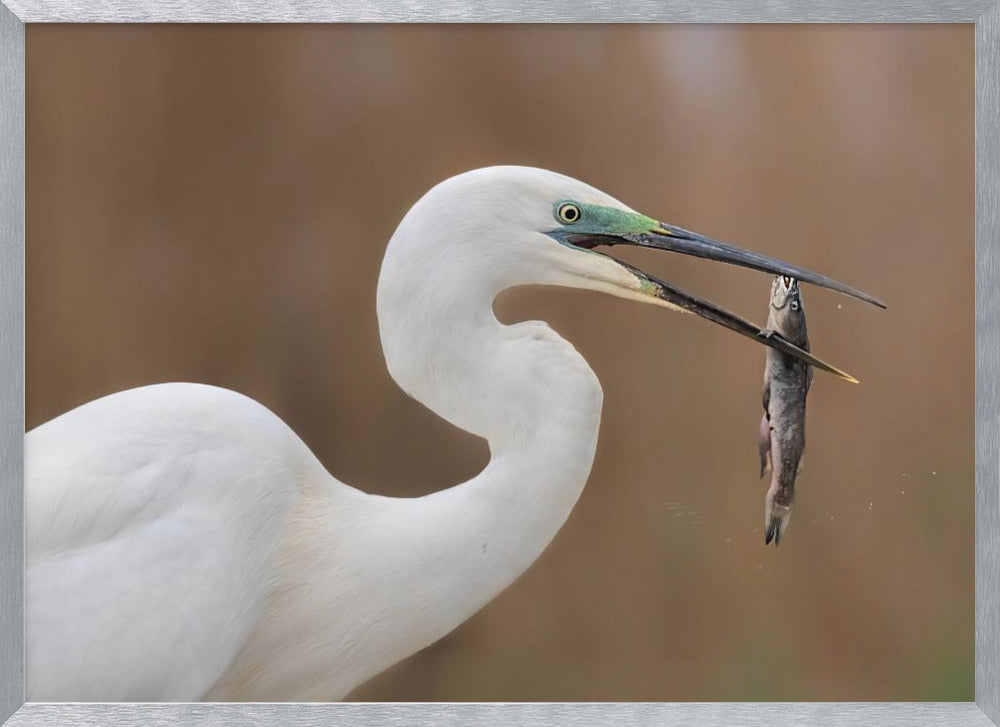The Last &quot;Kiss&quot; Poster