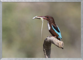 White-throated Kingfisher Poster