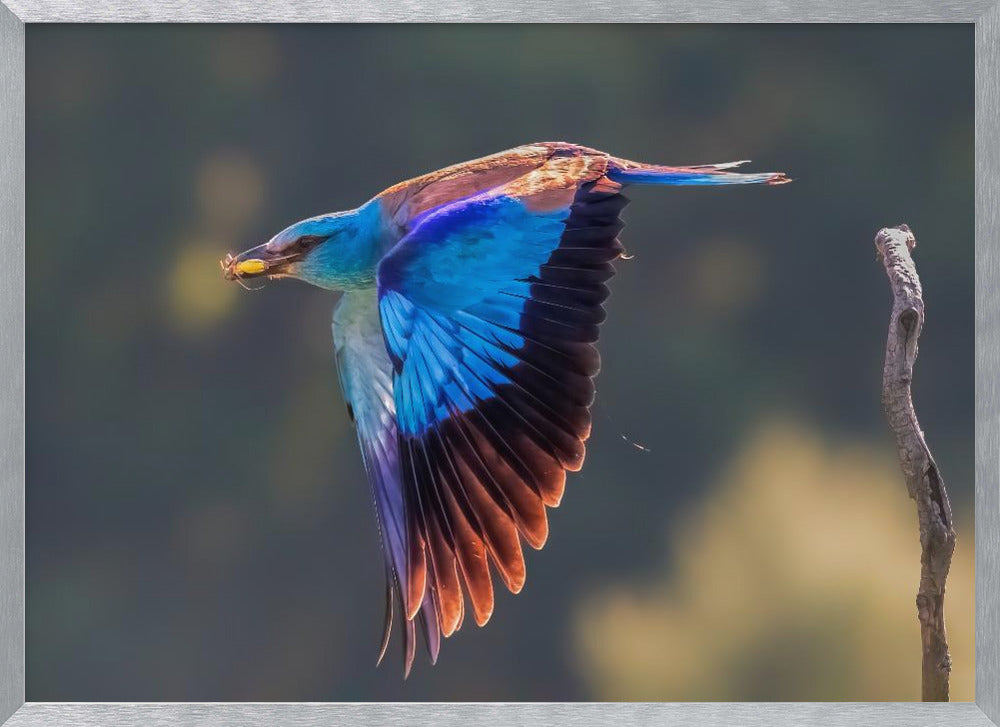 European Roller Poster