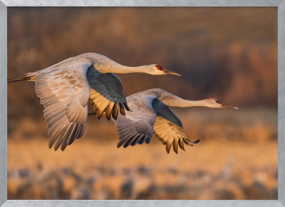 Love Birds Poster