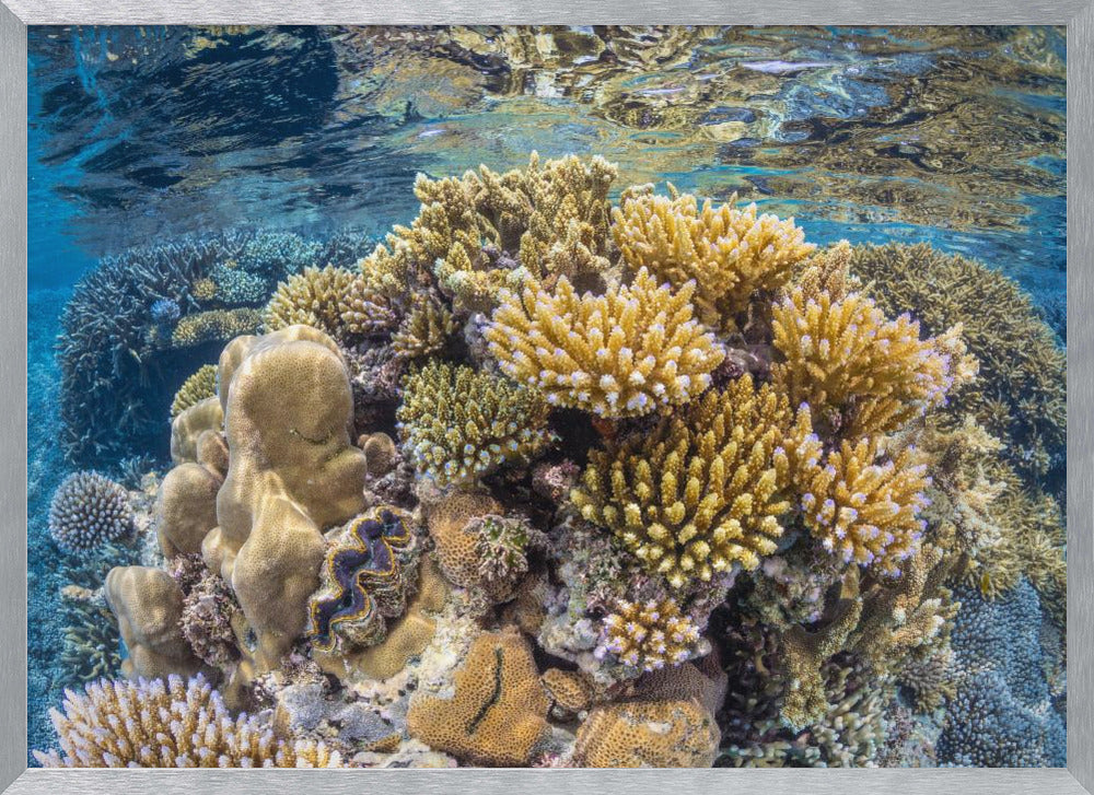 Reef of Mayotte Poster