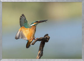 Common kingfisher Poster