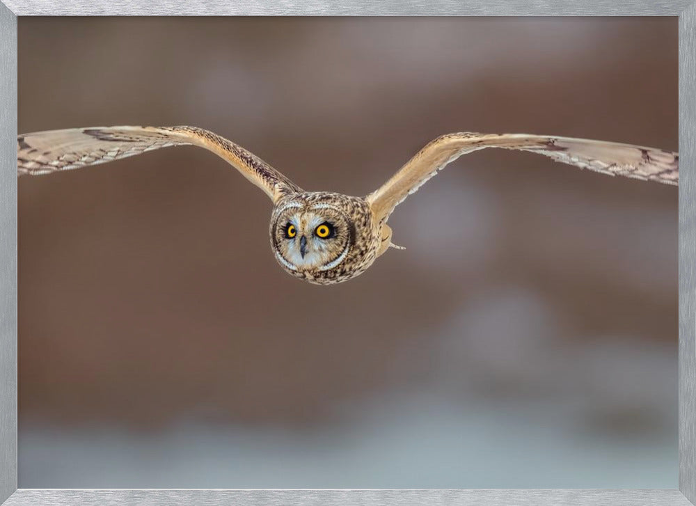 Short Ear Owl in Flight Poster