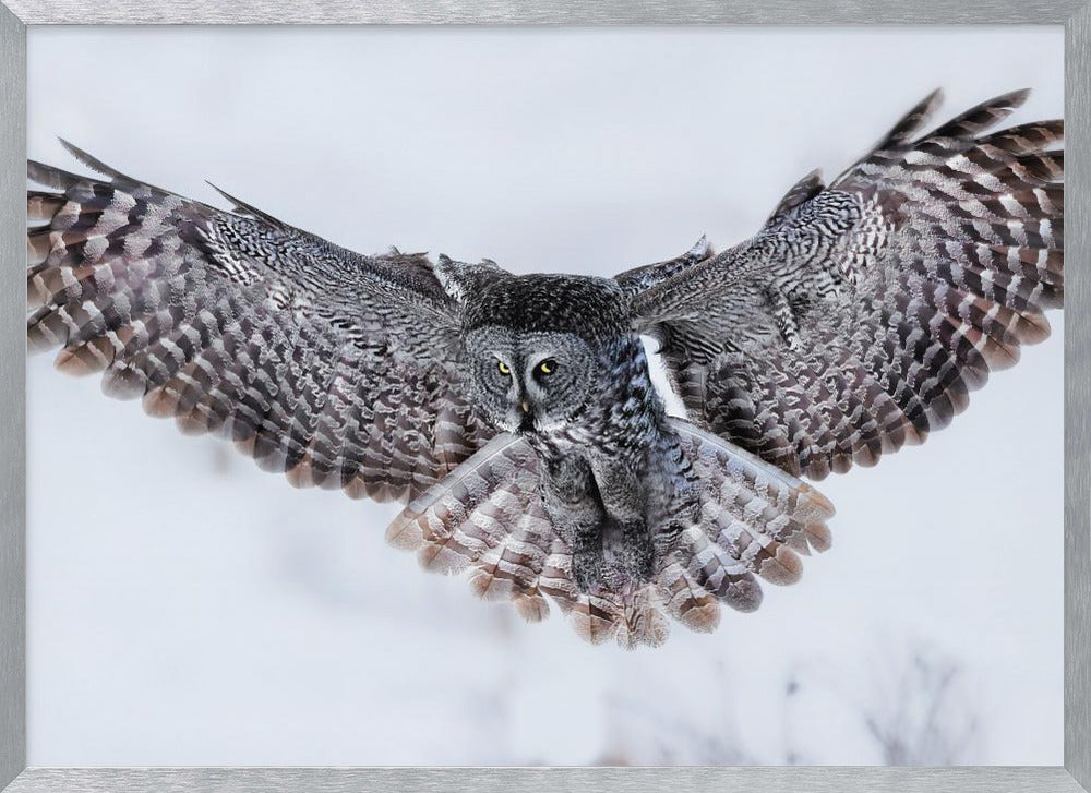 Great Grey Owl in Flight Poster