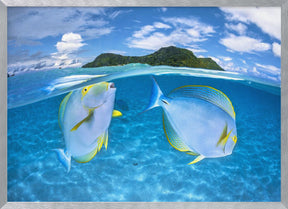 Dussumier's surgeonfish Poster