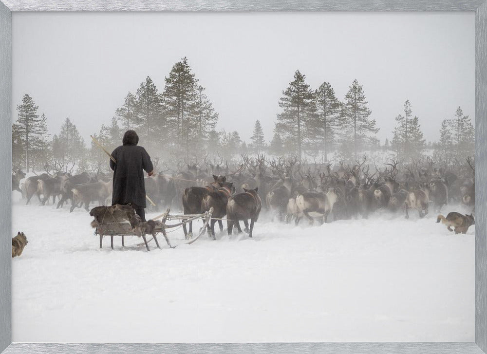 Arkadij drives a herd of reindeer Poster