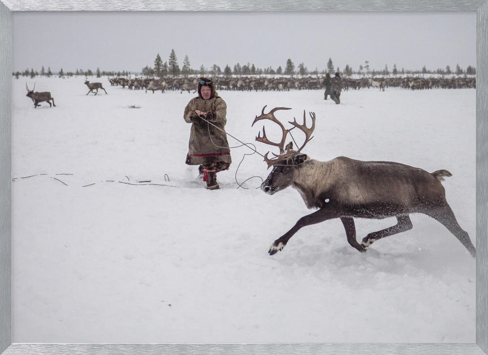 Jigori hunts reindeer II Poster