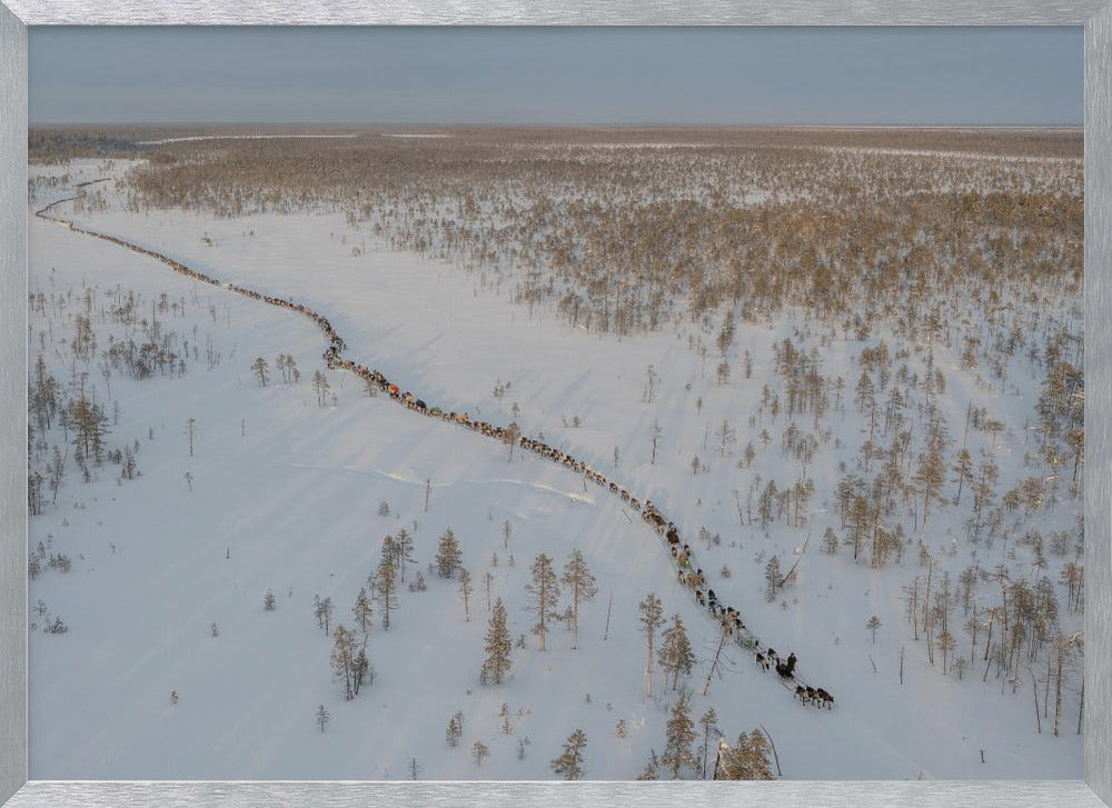 Nenets caravan on the move II Poster